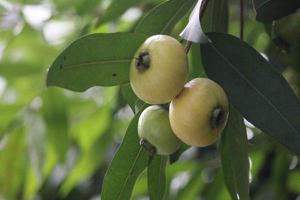 蒲桃是什么 蒲桃怎么吃 蒲桃能吃吗