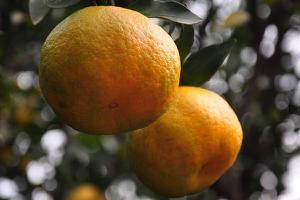 <span style='color:red;'>芦柑和橘子的区别</span>是什么 芦柑产地在哪里