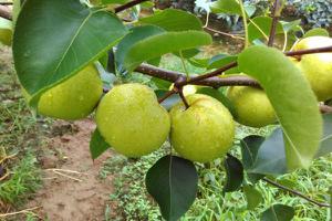 酥梨市场价格多少钱一斤 酥梨产地在哪里