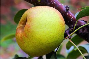 苹果梨和梨苹果的区别是什么  苹果梨的营养价值