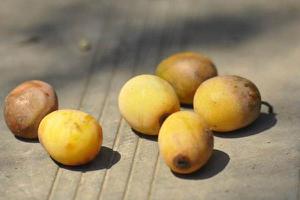 南酸枣和酸枣的区别是什么 南酸枣几月成熟