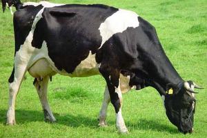 牛的品种有哪些 养牛选什么品种好