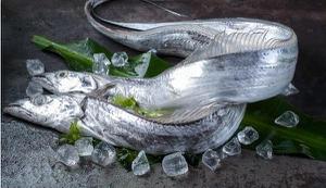 油带鱼和普通带鱼的区别是什么 如何挑选带鱼