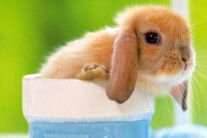 垂耳兔能长多大 垂耳兔寿命有多长