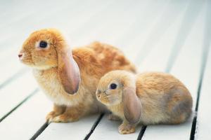 垂耳兔长大后很丑吗 垂耳兔中什么颜色最贵