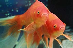 草金鱼如何增红 草金鱼能长多大