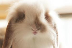 垂耳兔吃什么 垂耳兔可以吃胡萝卜吗