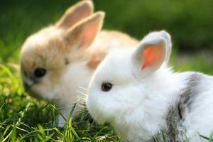 养兔有补贴吗 养兔子的利润