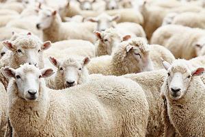 羊毛出在狗身上猪来买单是什么意思 羊毛出在羊身上是什么意思