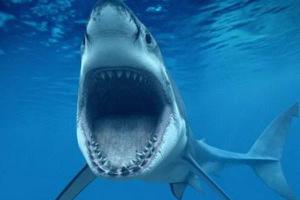 虎纹鲨鱼是什么梗 虎纹鲨鱼出处