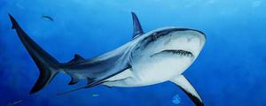 鲨鱼是胎生还是卵生 鲨鱼种类大全介绍