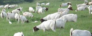 哪里的波尔山羊最好 波尔山羊一年长多少斤