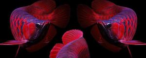 红龙鱼用什么灯最好 红龙鱼最佳发色温度