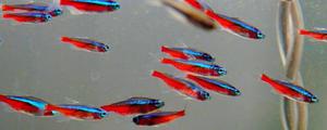 宝莲灯鱼与红绿灯鱼的区别是什么 宝莲灯鱼怎么繁殖
