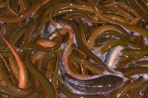 养黄鳝泥鳅的池塘怎么建 黄鳝是怎么繁殖的