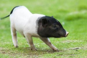 小香猪的寿命有多长 小香猪会长大吗