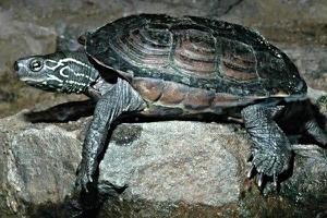 草龟如何快速分公母 草龟怎么养才不怕人