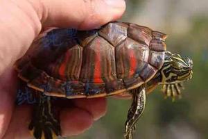 火焰龟不发色怎么办 火焰龟怎么快速分公母