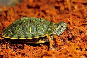 巴西龟对人有什么危害 巴西龟认识主人吗