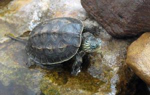 中华草龟寿命有多长 中华草龟能长多大