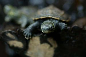 花龟和草龟的区别是什么 花龟和草龟哪个值钱
