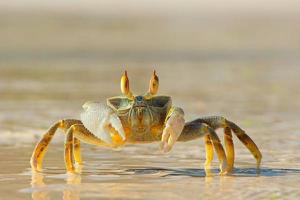螃蟹会淹死吗 螃蟹是两栖动物吗