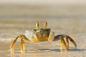 螃蟹和什么不能一起吃 螃蟹孕妇能吃吗