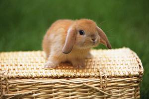 为什么老人不让养兔子 养兔子迷信说法大全