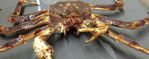帝王蟹怎么吃 帝王蟹为什么只吃腿 帝王蟹身体为什么不吃