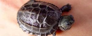 中华草龟怎么分公母 中华草龟怎么看年龄