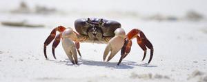 <span style='color:red;'>螃蟹为什么横着走</span> 一只螃蟹几条腿