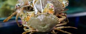 油蟹和帝王蟹的区别是什么 帝王蟹是寒性的吗