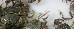 阳澄湖大闸蟹怎么保存 阳澄湖大闸蟹公的好还是母的好