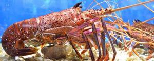 澳洲大龙虾怎么杀 大龙虾好吃吗