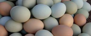 土鸡蛋与洋鸡蛋的区别是什么 <span style='color:red;'>土鸡蛋和洋鸡蛋</span>的营养一样吗
