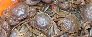 河蟹什么时候最肥 河蟹什么季节吃最好