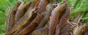 明虾市场价格多少钱一斤 明虾是海虾还是河虾