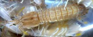 濑尿虾和皮皮虾的区别是什么 皮皮虾的功效与作用