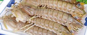 皮皮虾和富贵虾的区别是什么 皮皮虾上市季节是什么时候