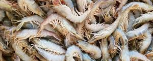 沙虾是海虾还是河虾 沙虾市场价格多少钱一斤