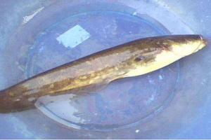 黄鲶鱼和黑鲶鱼的区别是什么 黄鲶鱼的功效与作用