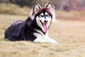 阿拉斯加犬和哈士奇的区别是什么 阿拉斯加雪橇犬怎么防止乱叫