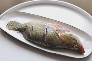 桂鱼是什么鱼 桂鱼是海鱼吗 桂鱼怎么杀