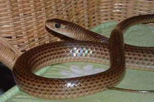 无毒蛇有哪些 无毒蛇和有毒蛇的区别是什么