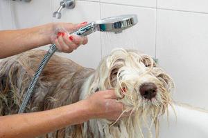怎么给狗狗洗澡 给狗狗洗澡需要注意什么