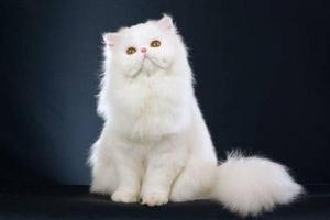 波斯猫的眼睛是什么颜色 波斯猫的特征