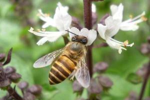 中蜂和意蜂的区别是什么 中蜂和意蜂能一起养吗