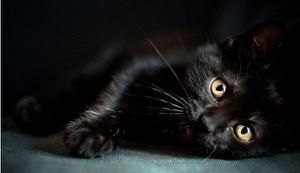 孟买猫和黑猫的区别是什么 孟买猫可以与其它猫一起养吗