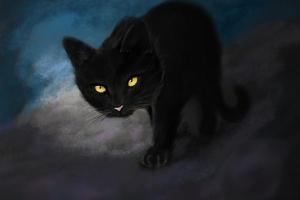 黑猫在风水上代表什么 什么人不适合养黑猫