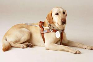 导盲犬怎么训练出来的 导盲犬为什么不能生育